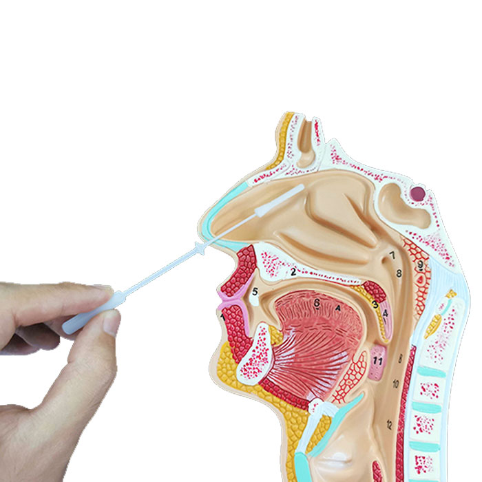 cervical swab Archives - Écouvillons floqués Medico,Écouvillon en mousse,Bâtonnet  d'écouvillon CHG,Applicateurs,Fabricant d'écouvillons d'échantillonnage